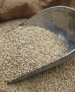 Quinoa Blanc 2 lbs en Vrac, Quantités Illimitées Alimentation Lots de surplus Quinoa-blanc